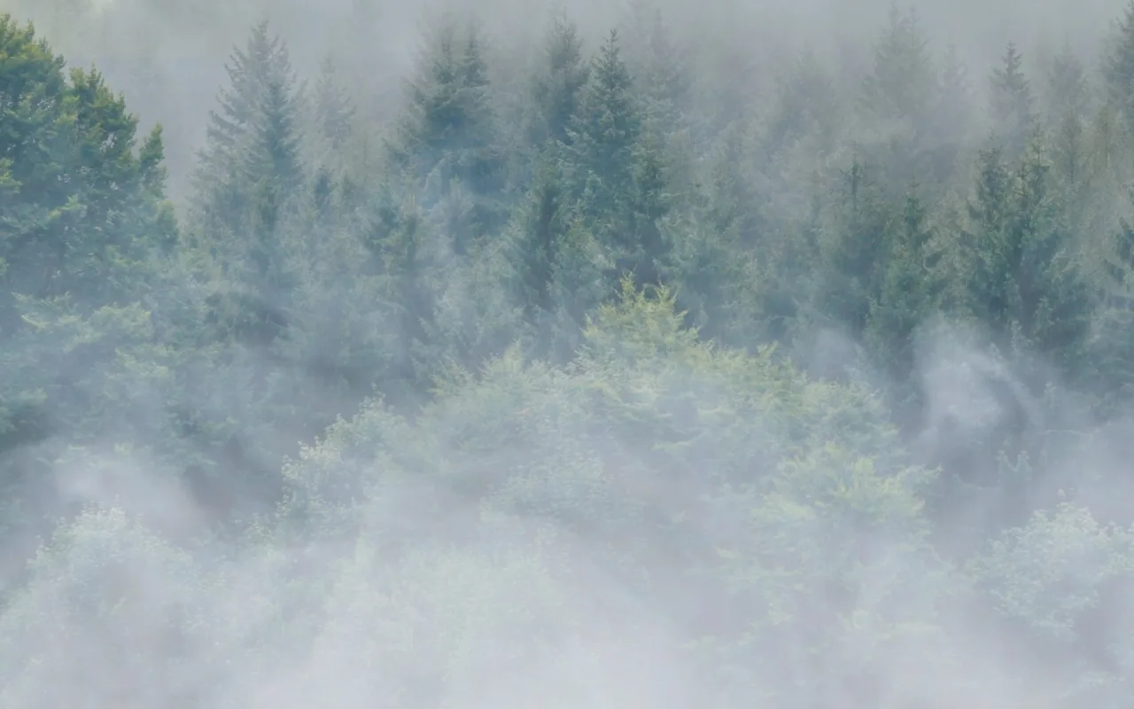 Aesthetic Misty Forest live wallpaper preview