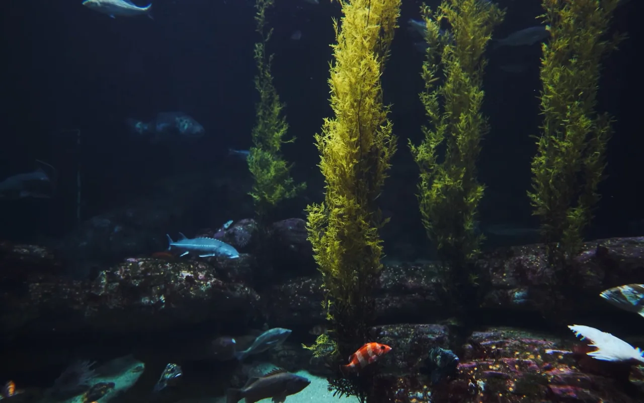 Underwater Kelp Forest live wallpaper preview