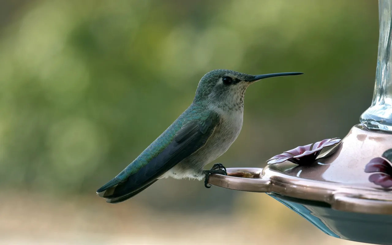 Hummingbird live wallpaper preview