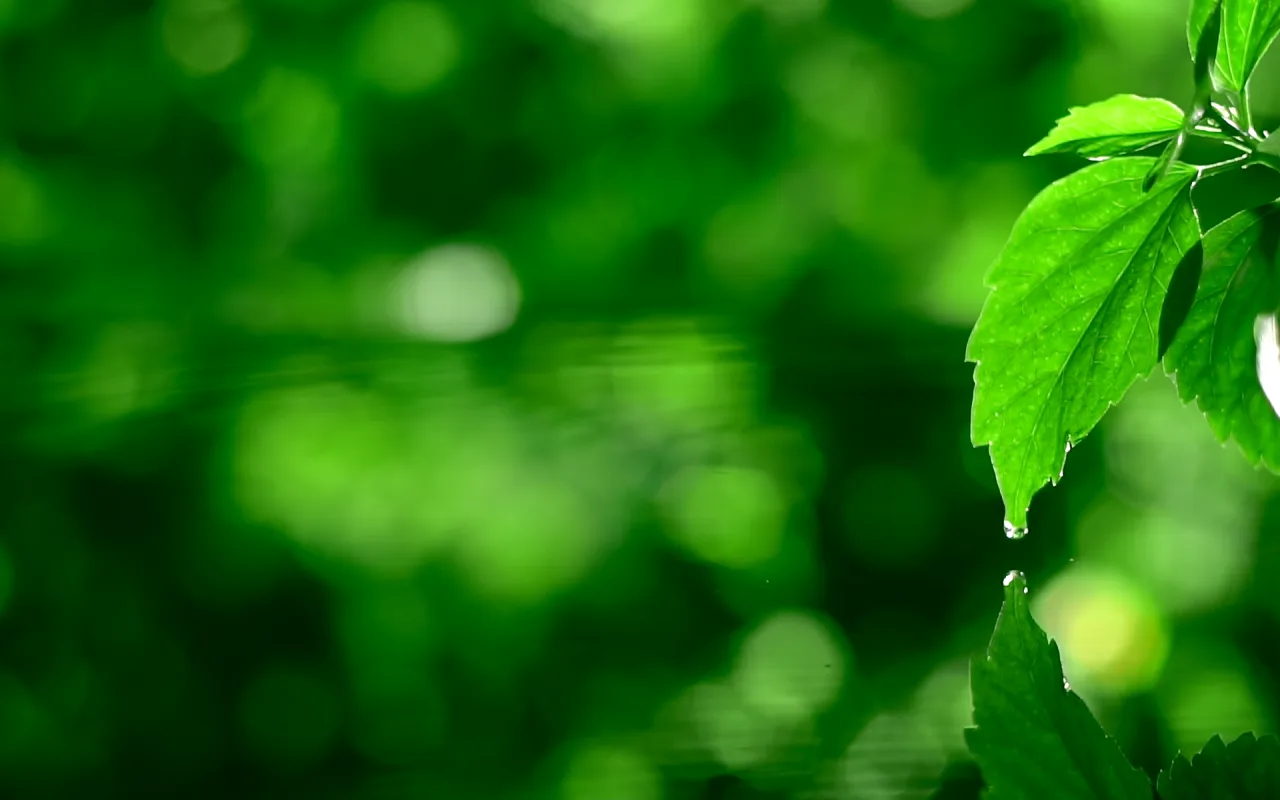 Green leaf with splashing water drops live wallpaper preview