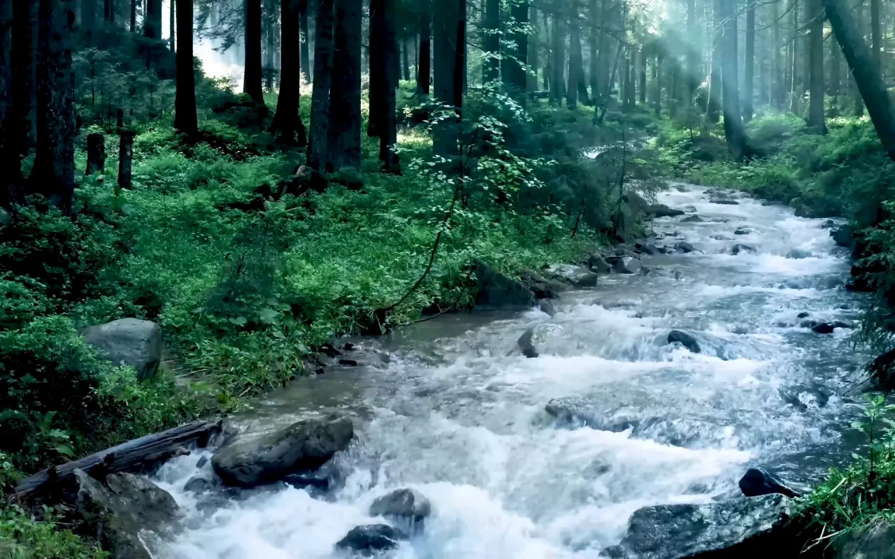 Forest River live wallpaper preview