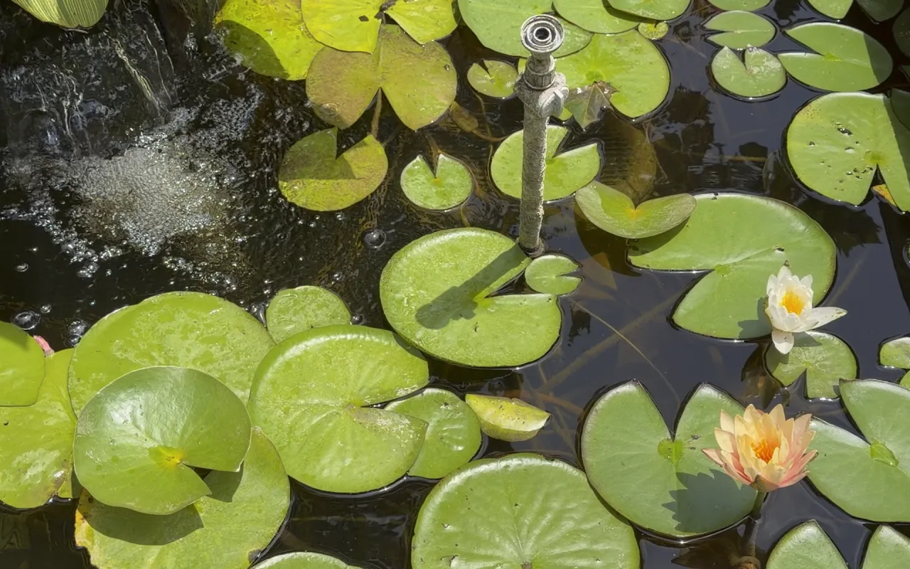 Lilly Pads live wallpaper preview