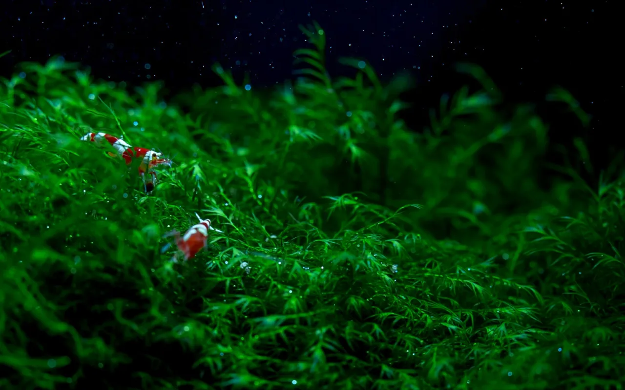 Shrimp On Moss live wallpaper preview