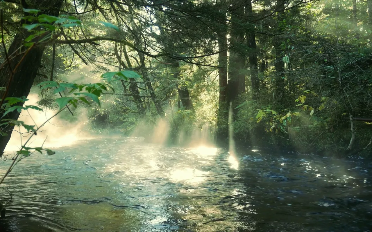 Morning forest stream live wallpaper preview