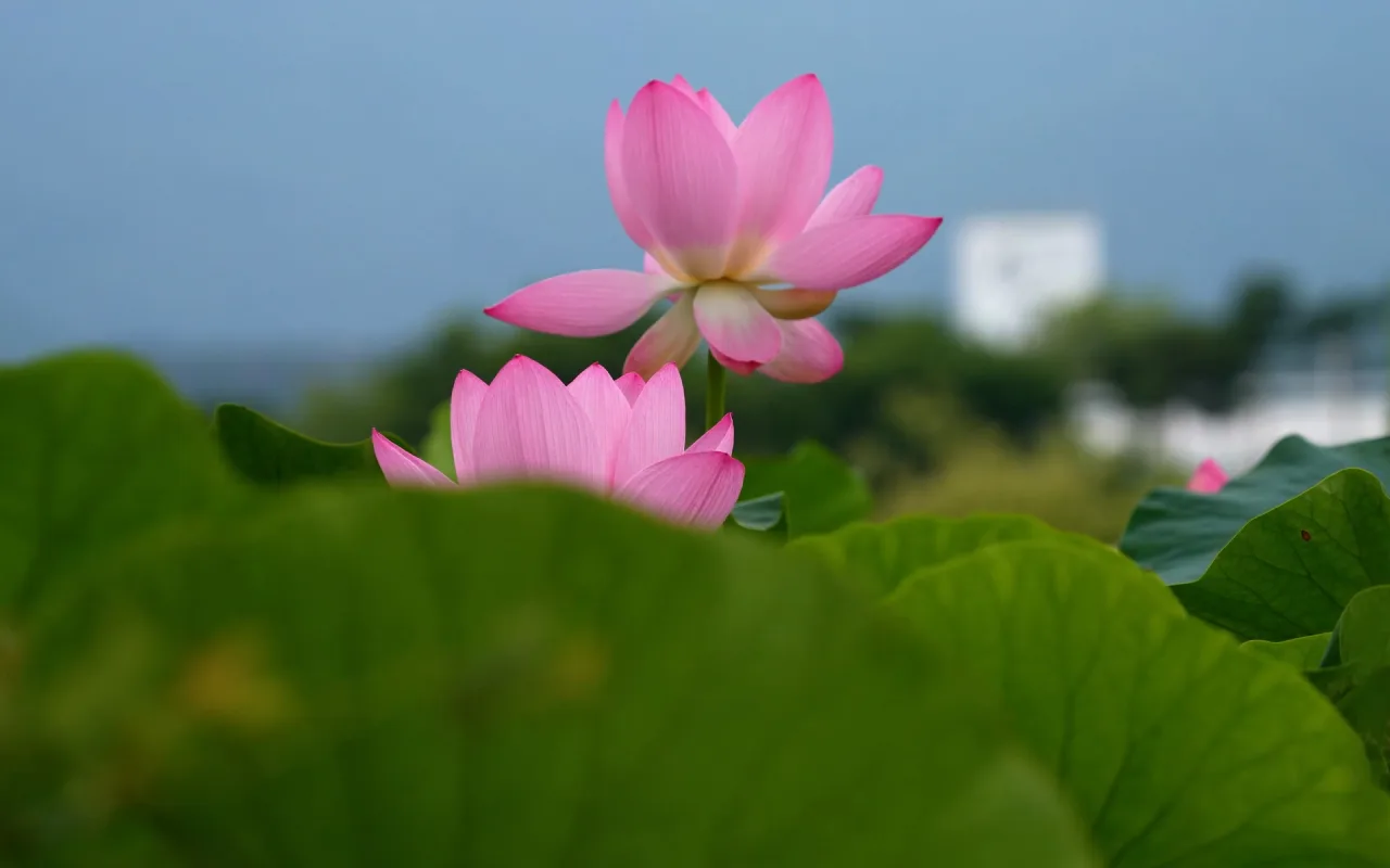 Lotus in Bloom live wallpaper preview