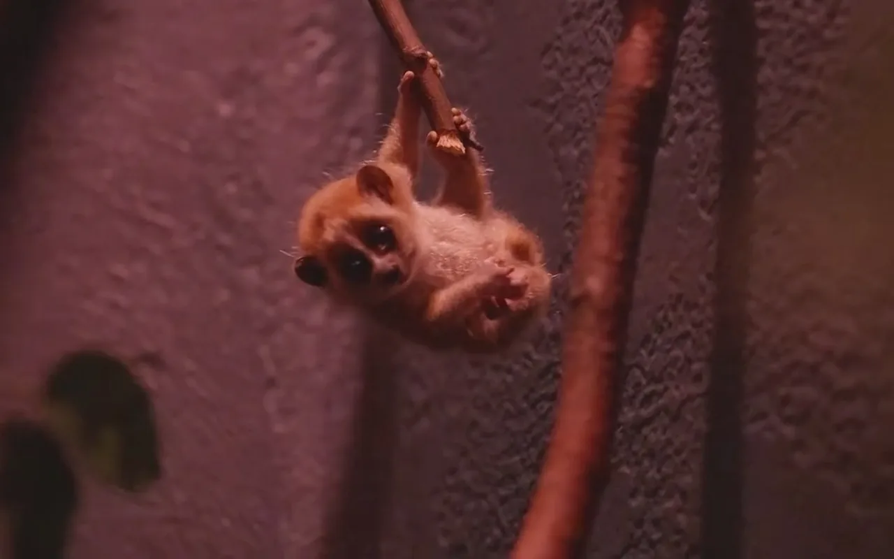 Pygmy Baby live wallpaper preview
