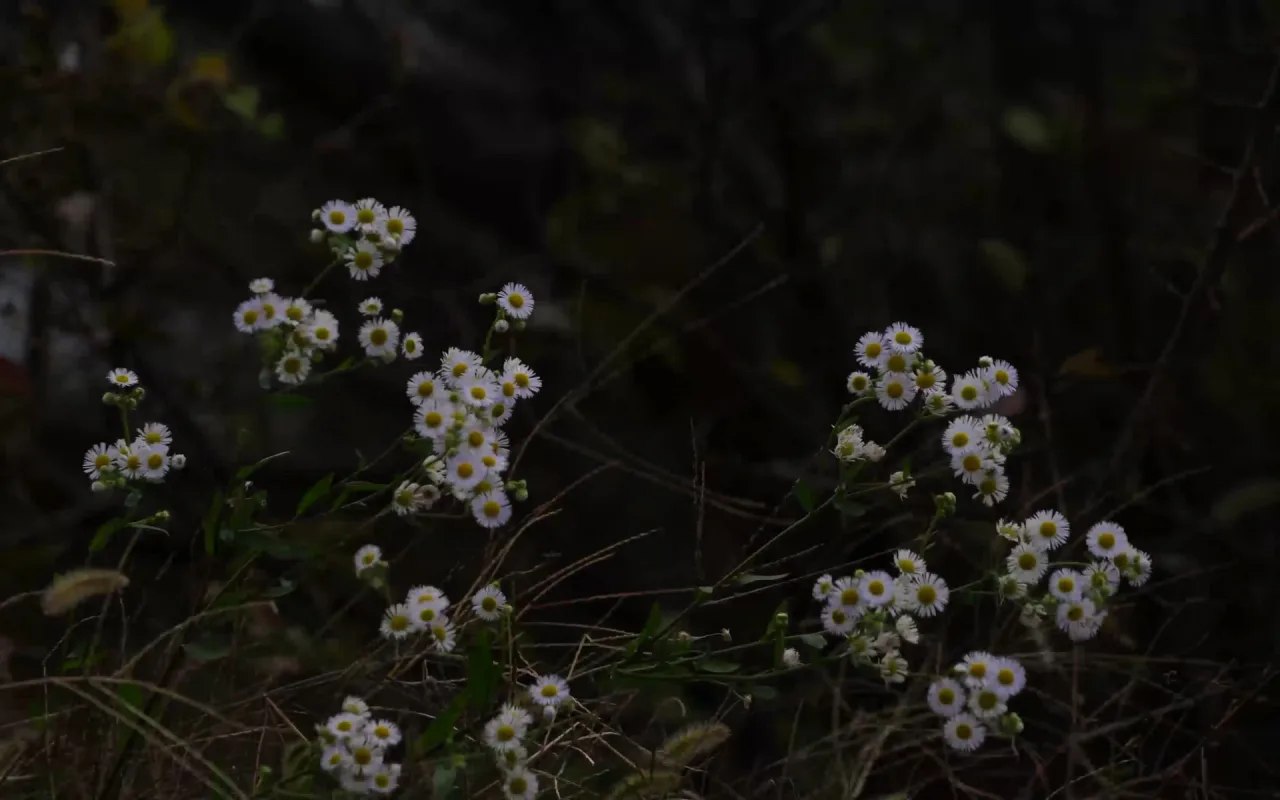 Dusk Daisies live wallpaper preview