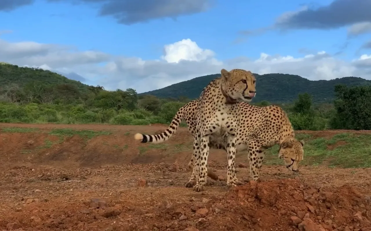 Cheetahs live wallpaper preview