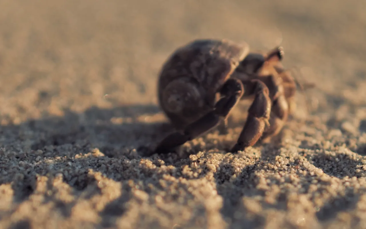 Hermit Crab live wallpaper preview