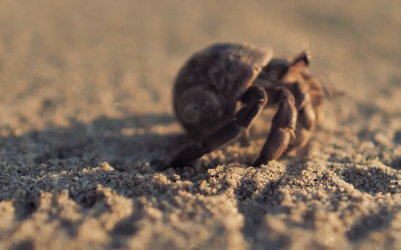 Hermit Crab live wallpaper preview