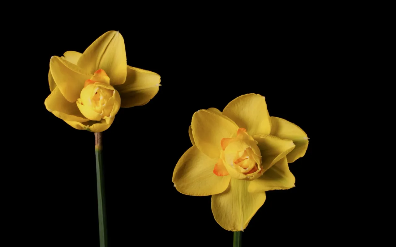 Blooming Daffodils live wallpaper preview
