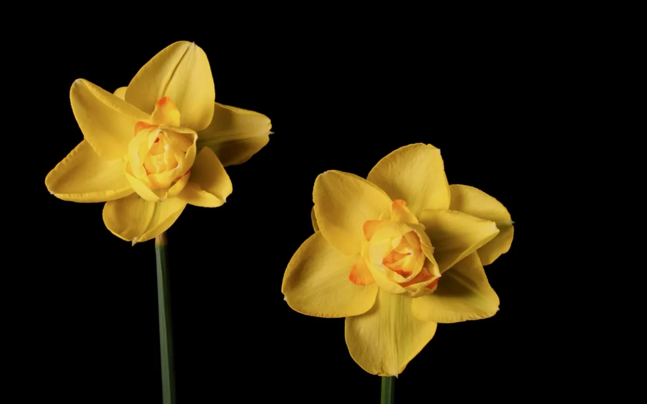 Blooming Daffodils live wallpaper preview