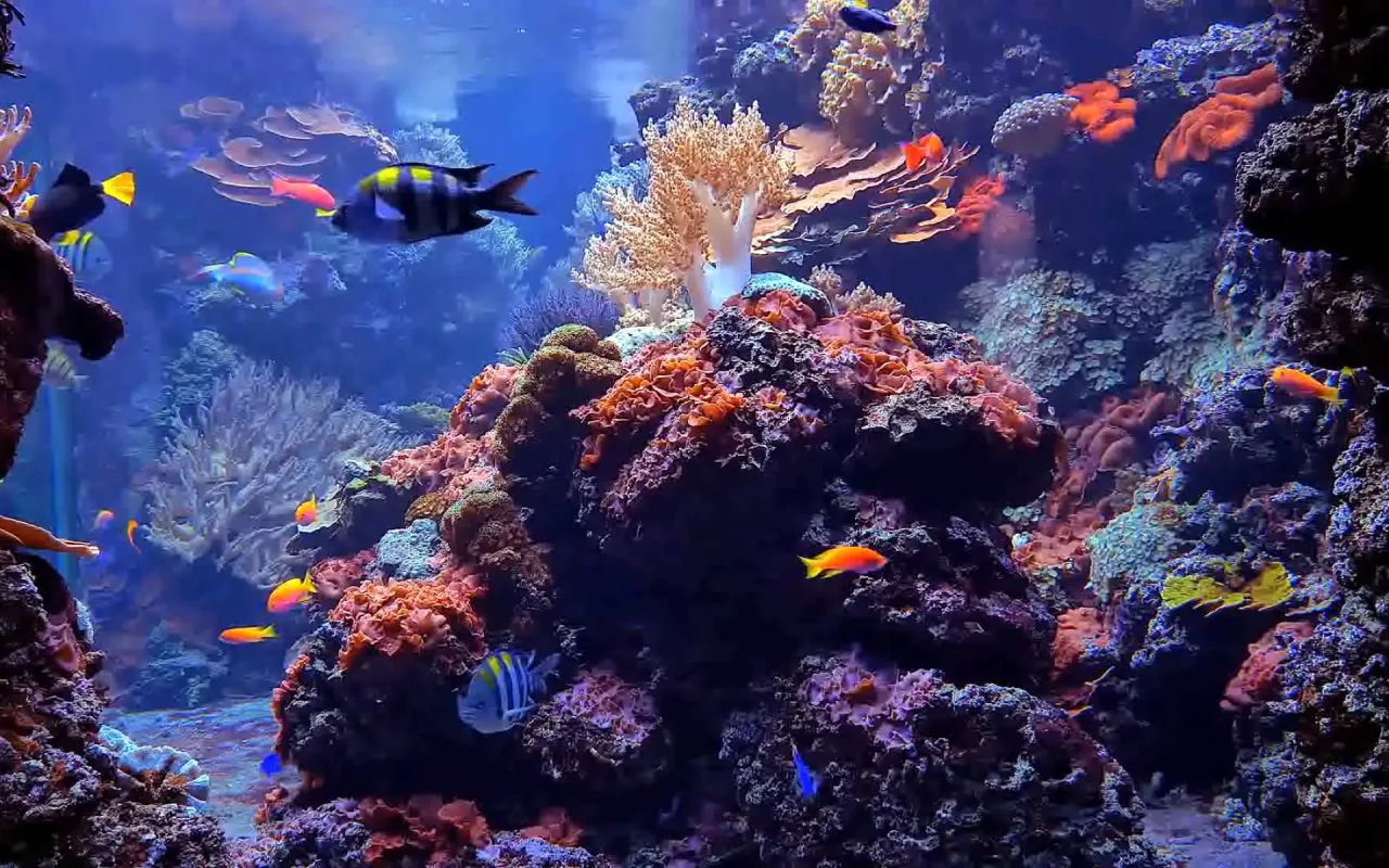 Vibrant Coral Reef live wallpaper preview