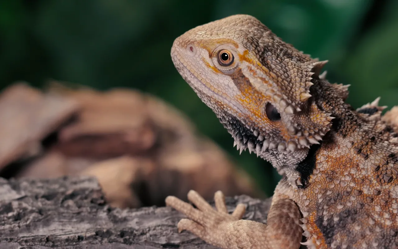 Lizard live wallpaper preview