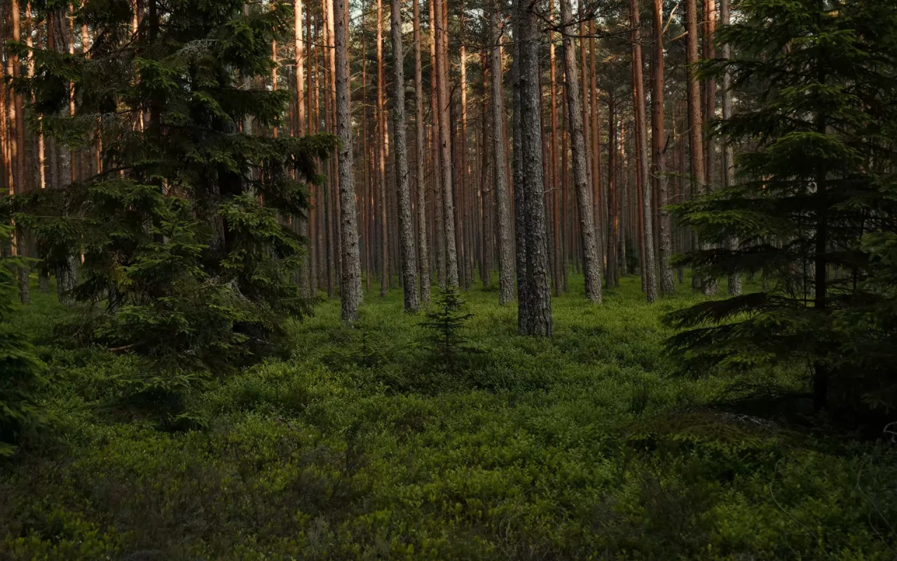 Forest live wallpaper preview