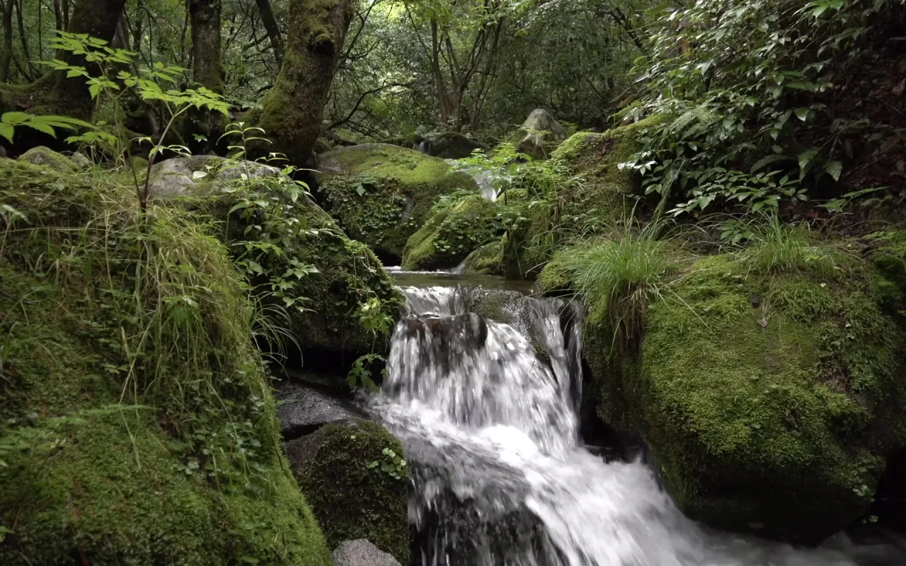 Forest Creek live wallpaper preview