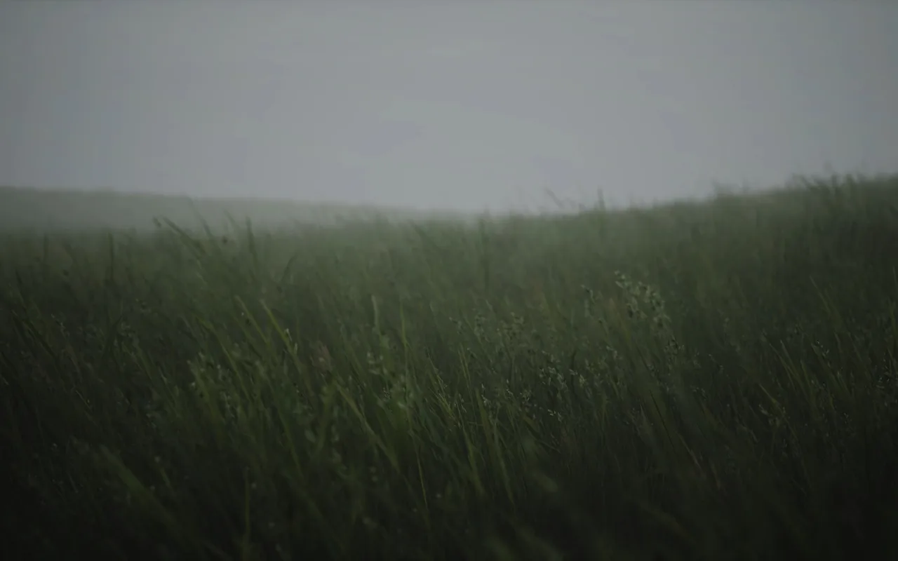 Field Grass In The Wind live wallpaper preview