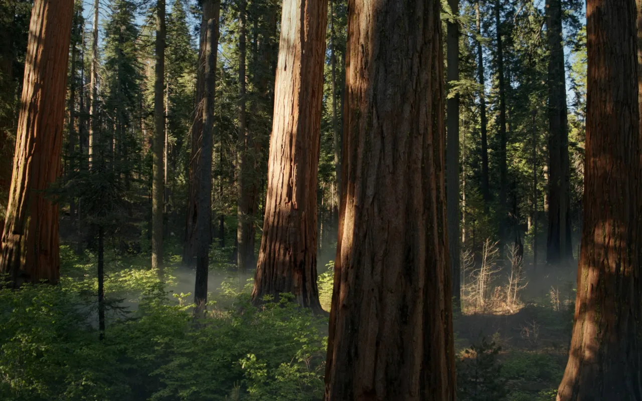 Sequoia Sunrise live wallpaper preview