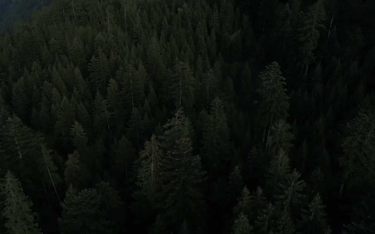 Forest Aerial live wallpaper preview