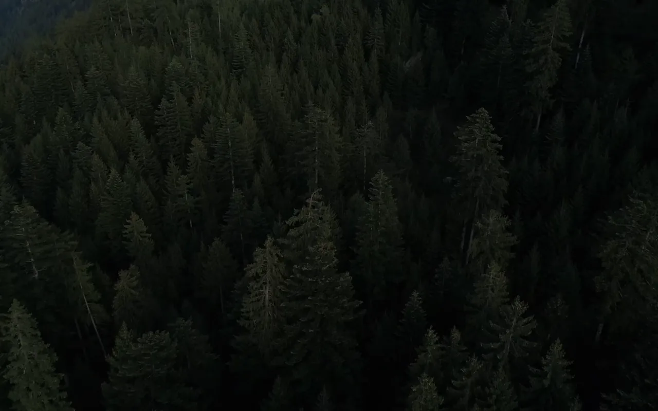Forest Aerial live wallpaper preview