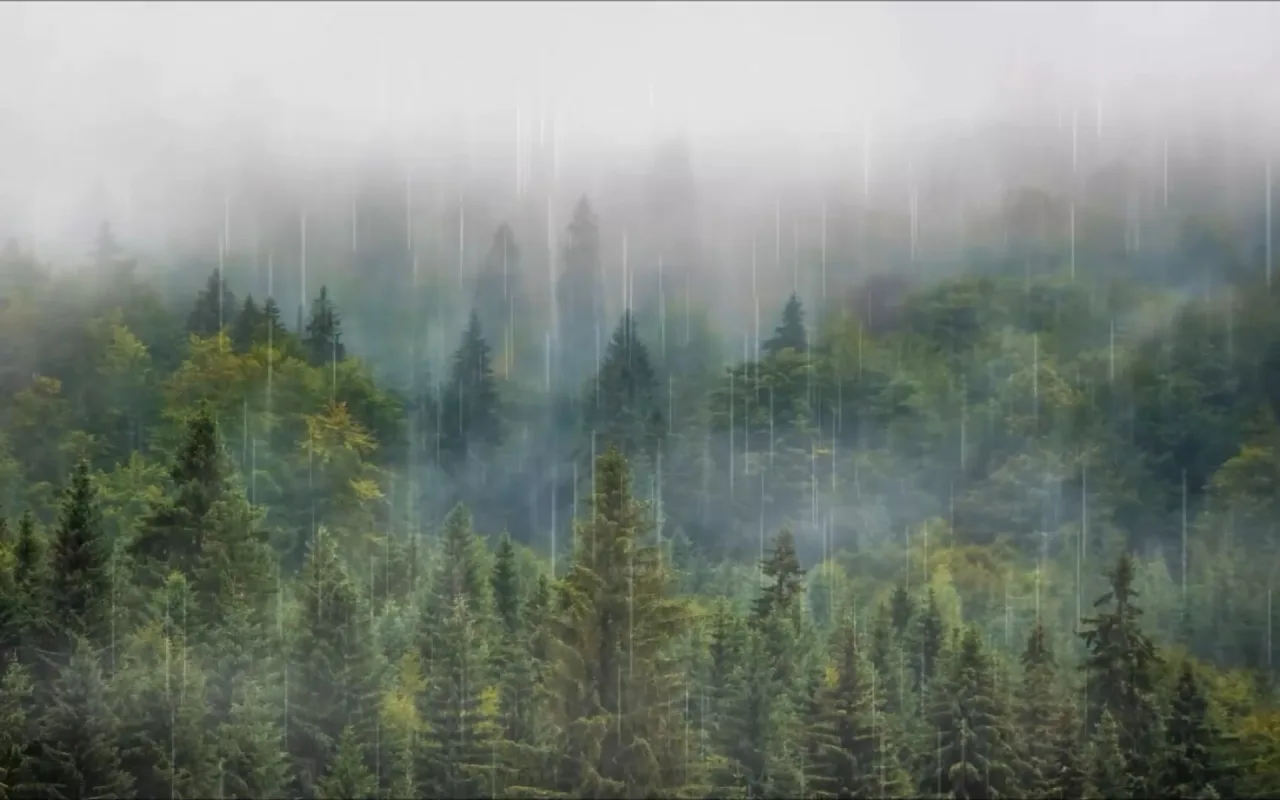 Forest Rainfall live wallpaper preview