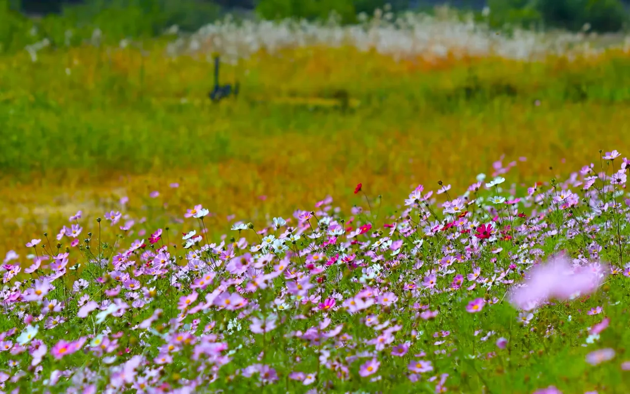 Pink Flower Field live wallpaper preview