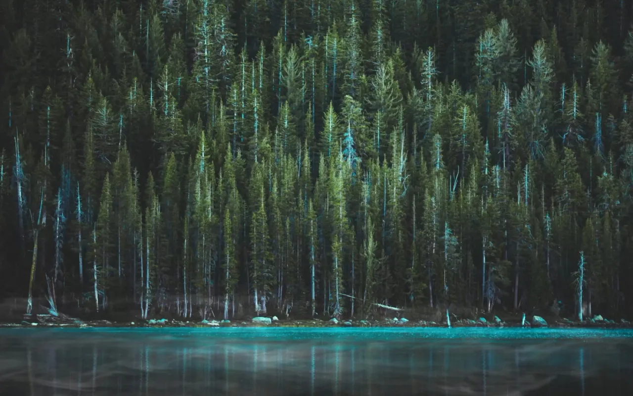 Blue Lake Nearby Pine Trees live wallpaper preview