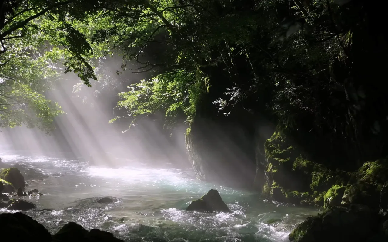 japan forest live wallpaper preview