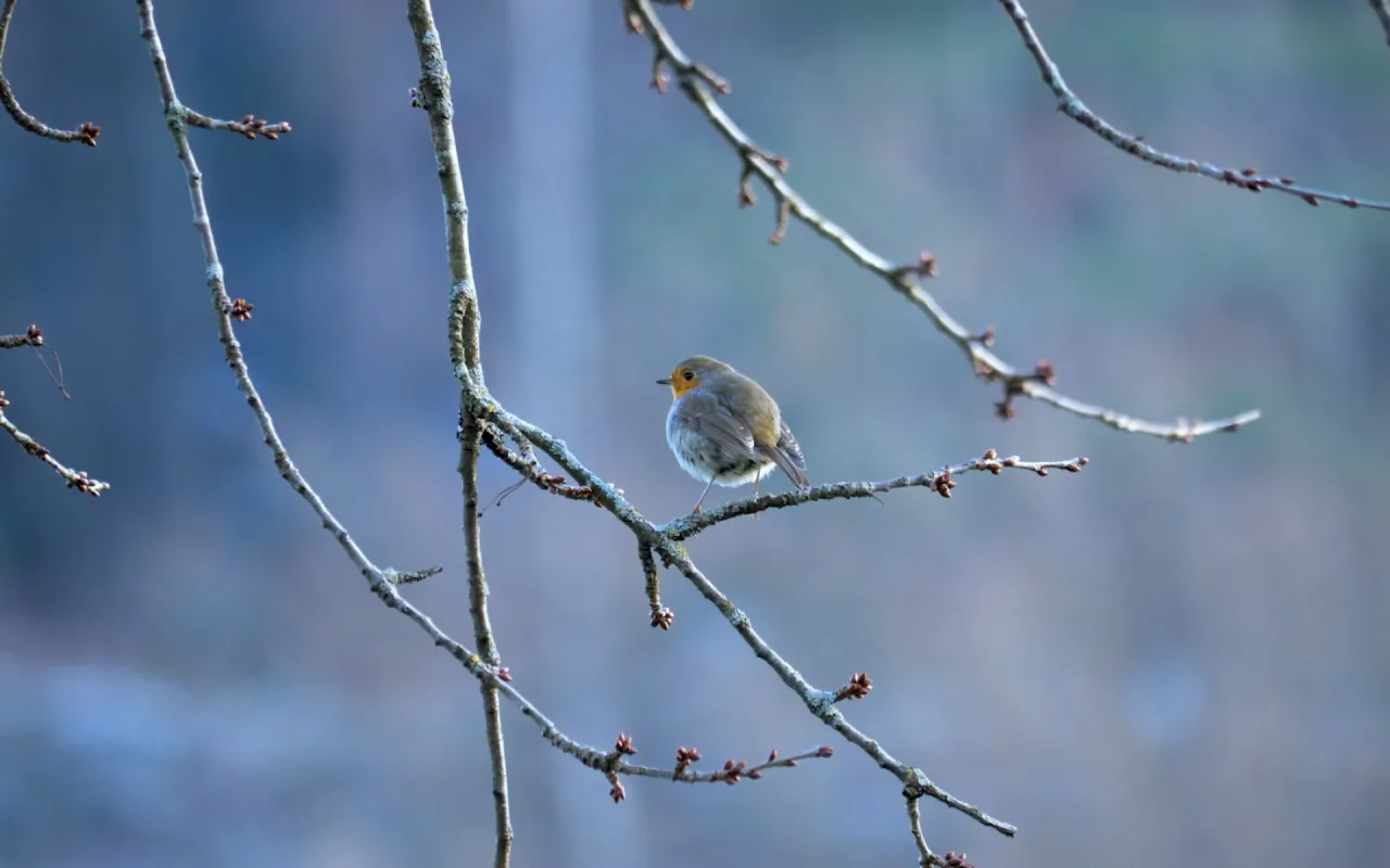 Winter Bird live wallpaper preview