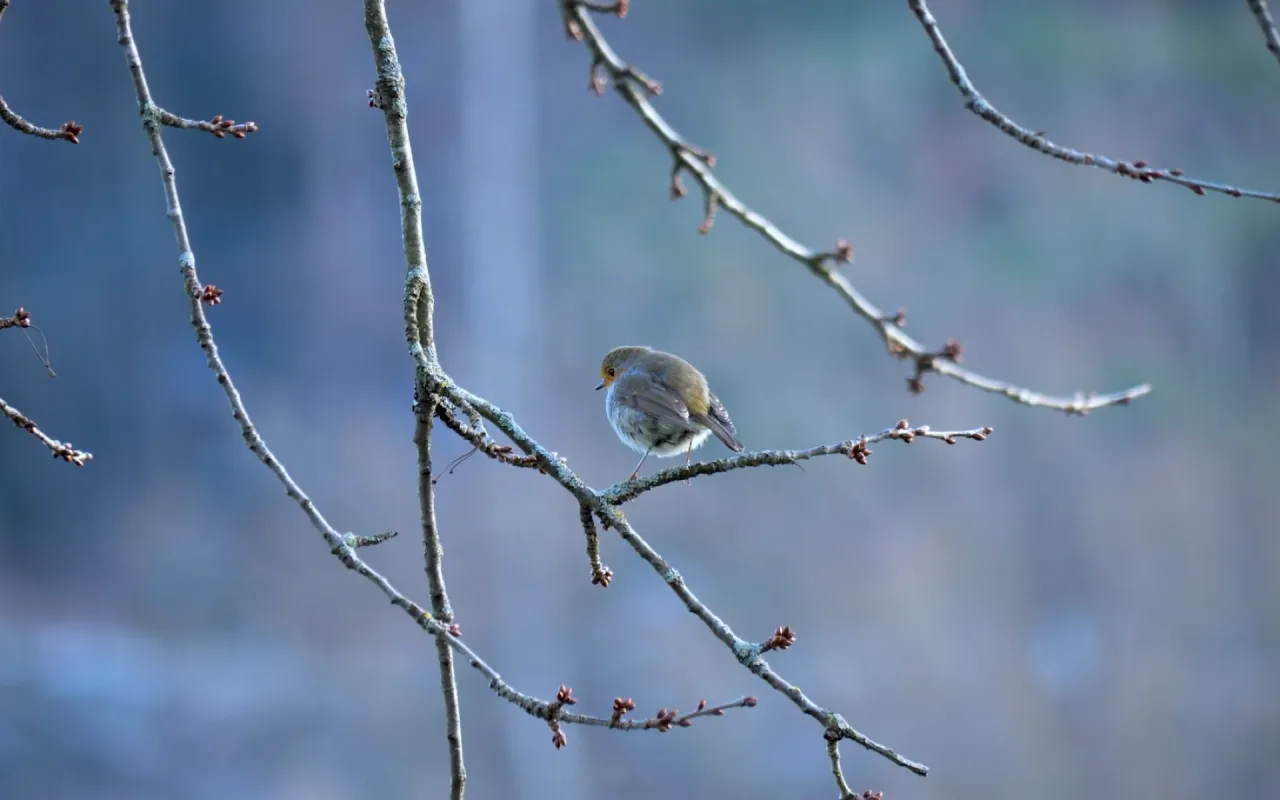 Winter Bird live wallpaper preview
