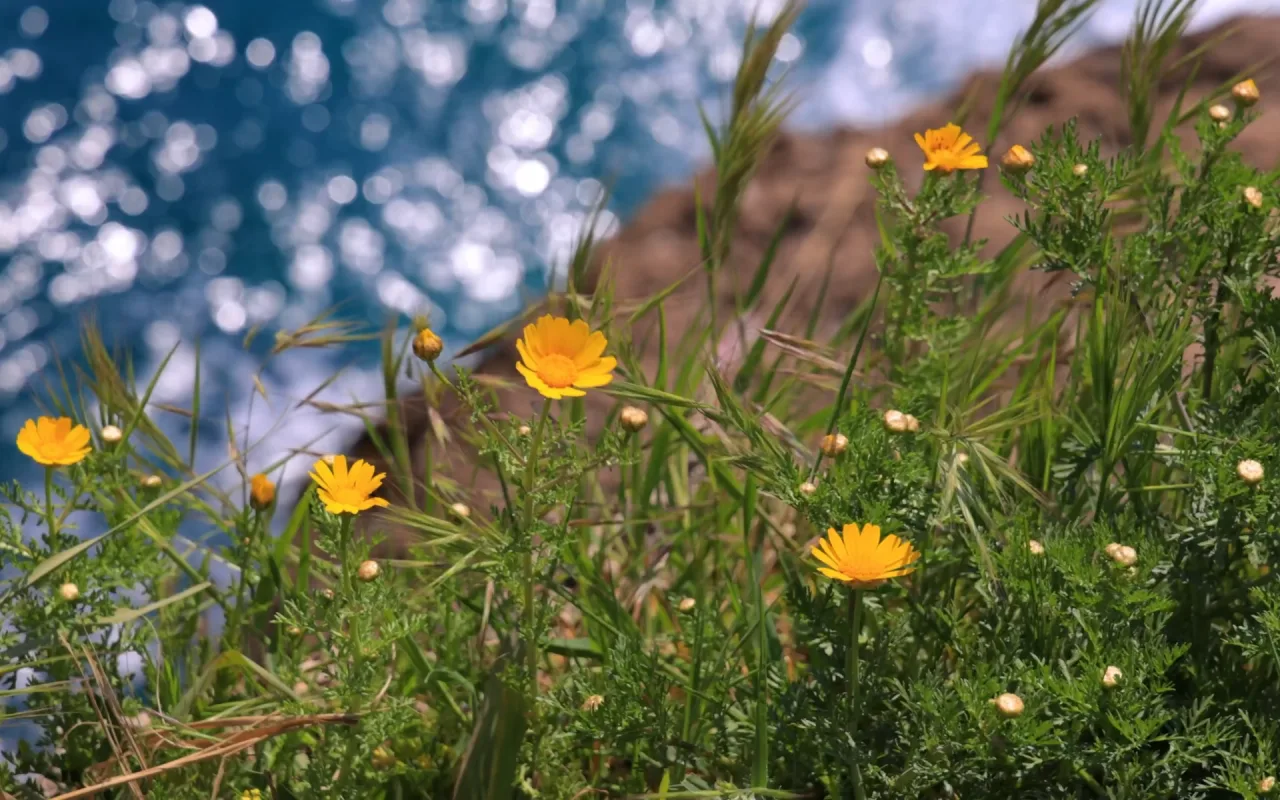 Field Marigolds live wallpaper preview