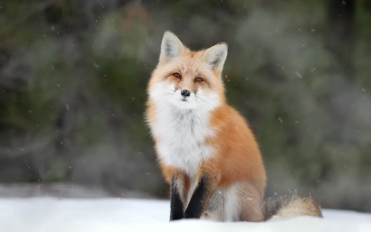 Winter Fox live wallpaper preview
