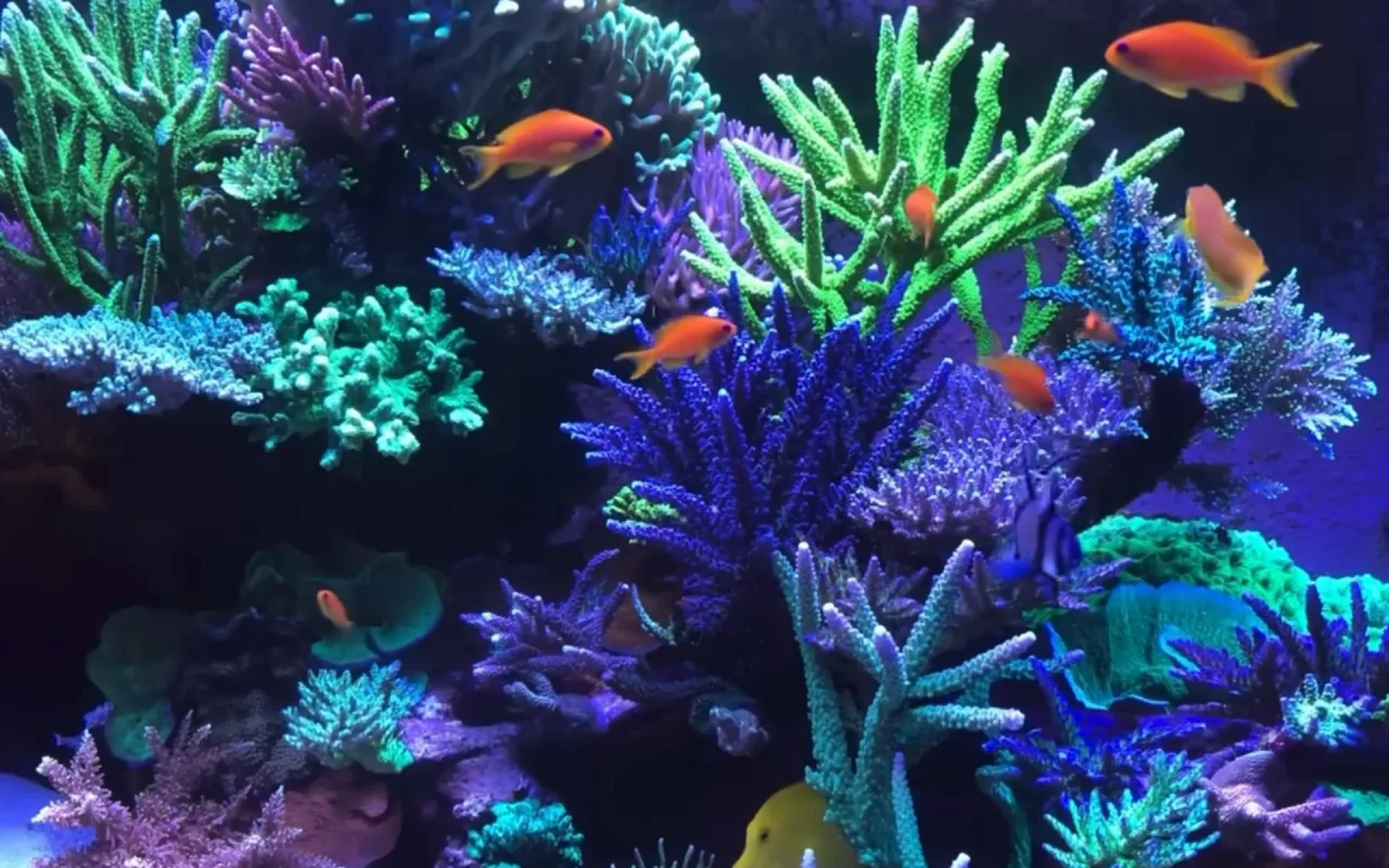 Coral Reef Aquarium live wallpaper preview