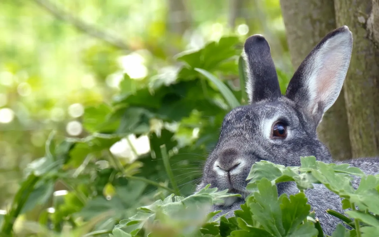 Gray Rabbit live wallpaper preview