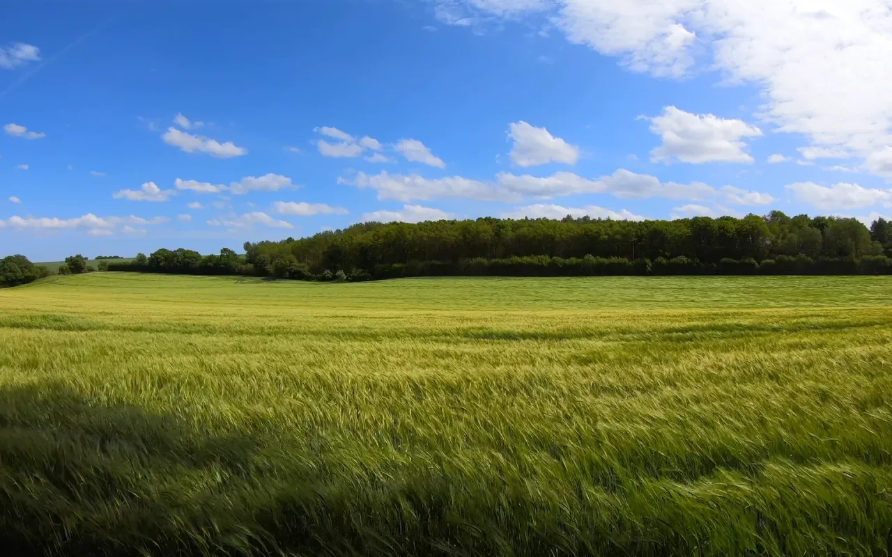 Meadow Under A Blue Sky live wallpaper preview
