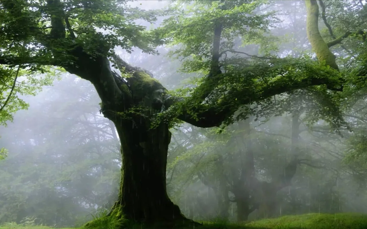 Oak Tree In The Rain live wallpaper preview
