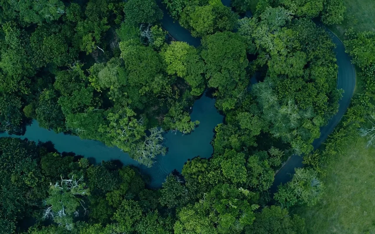Forest Road live wallpaper preview