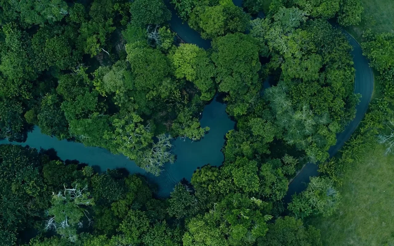 Forest Road live wallpaper preview