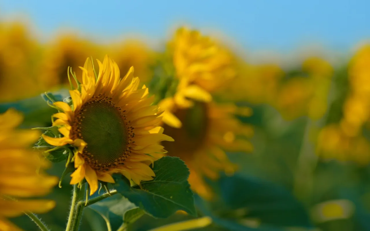 Sunflowers in the field live wallpaper preview