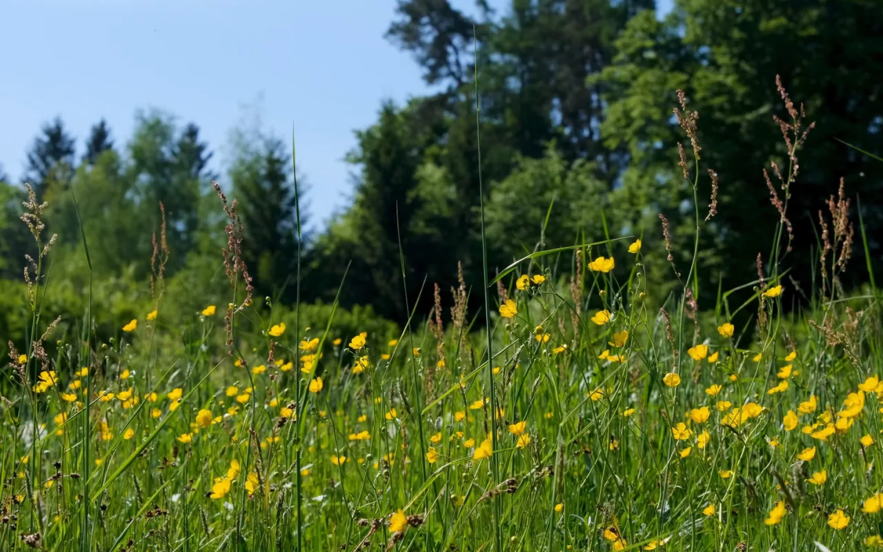Summer Meadow live wallpaper preview