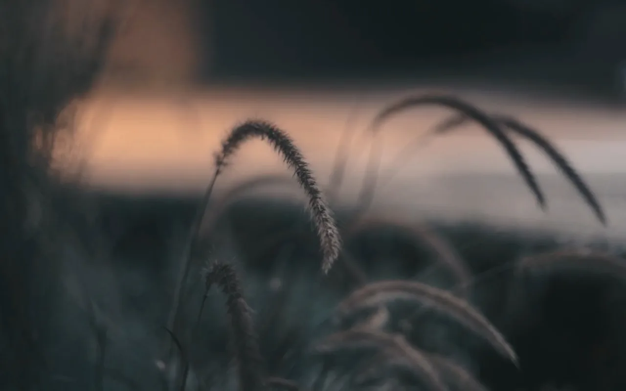 Cattails live wallpaper preview