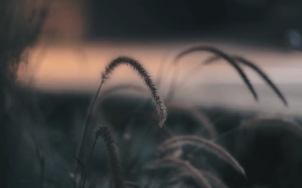 Cattails live wallpaper preview