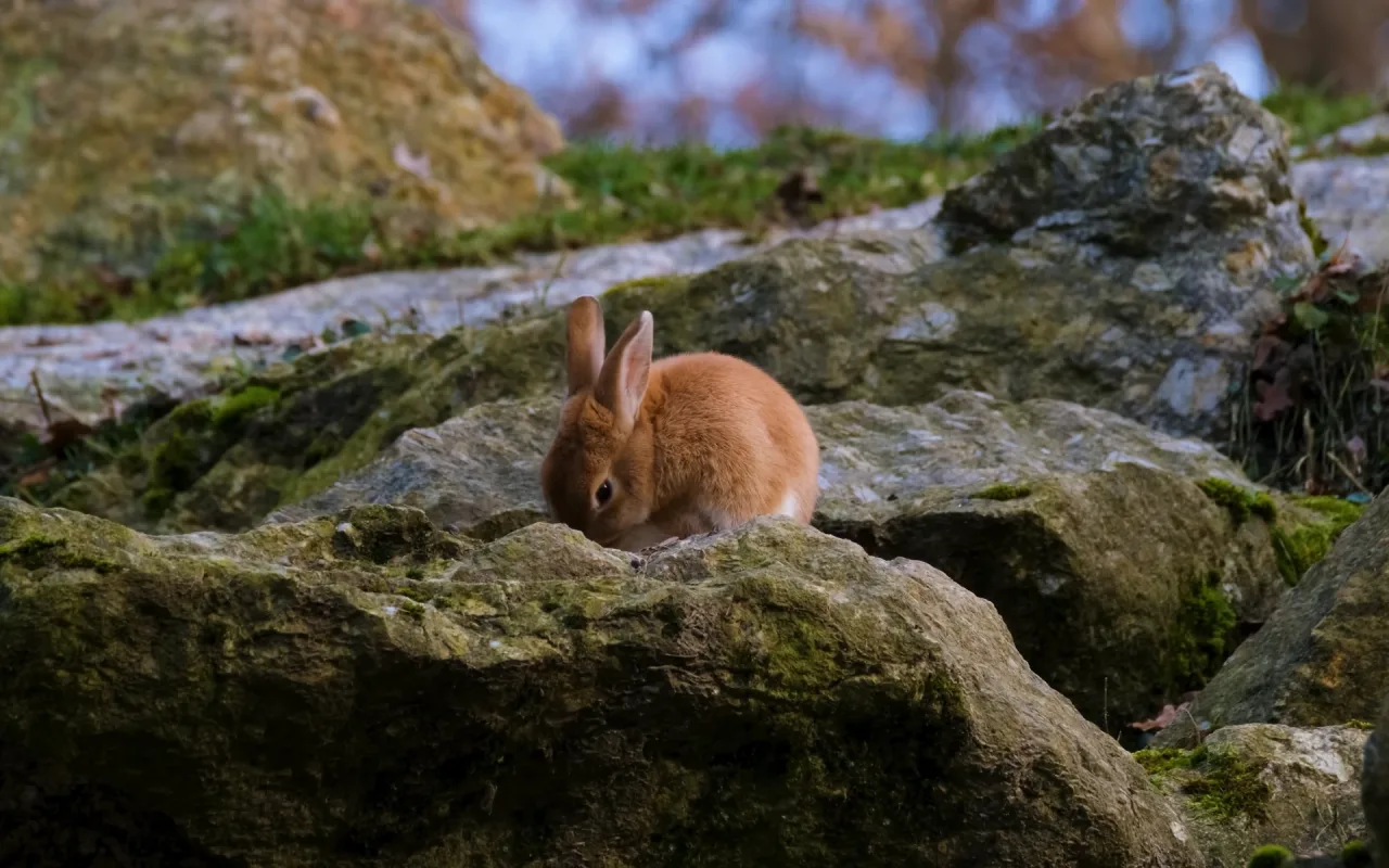 Brown Rabbit live wallpaper preview