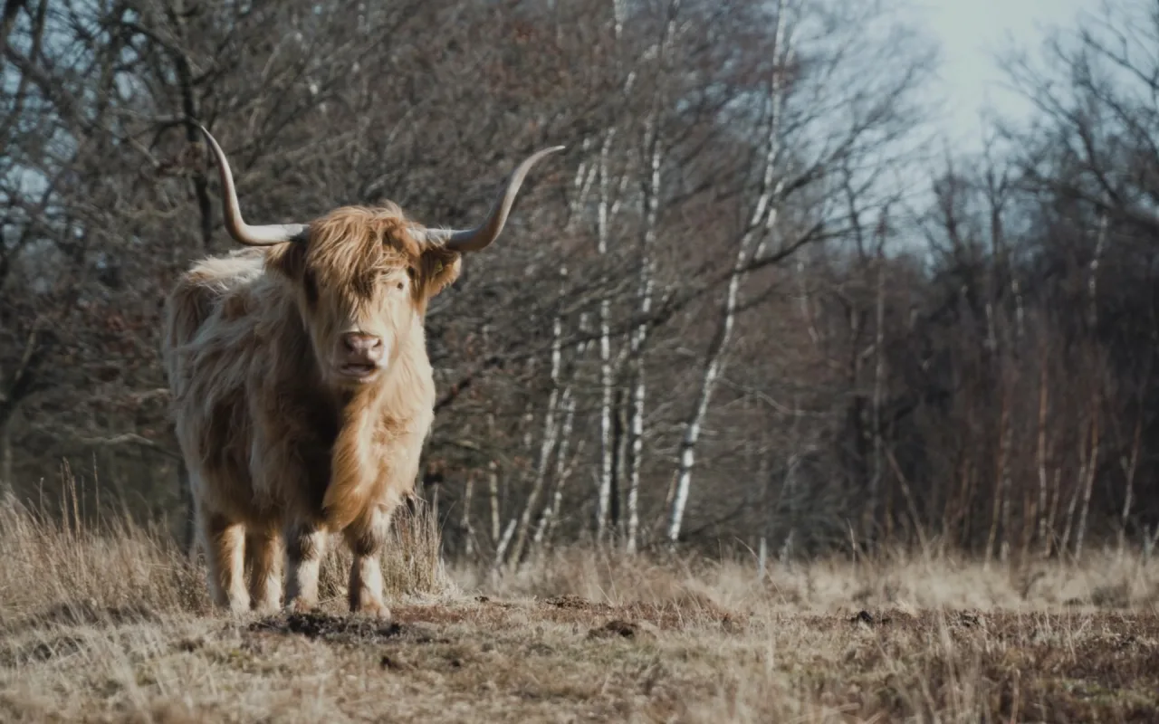 Highland inhabitants live wallpaper preview