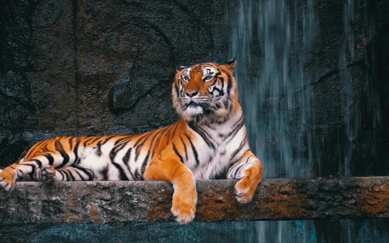 Resting Tiger (8k) live wallpaper preview