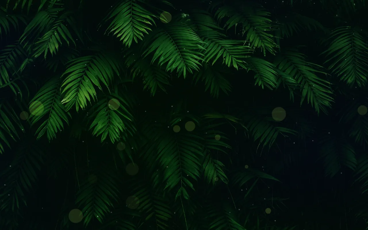 Rainforest live wallpaper preview