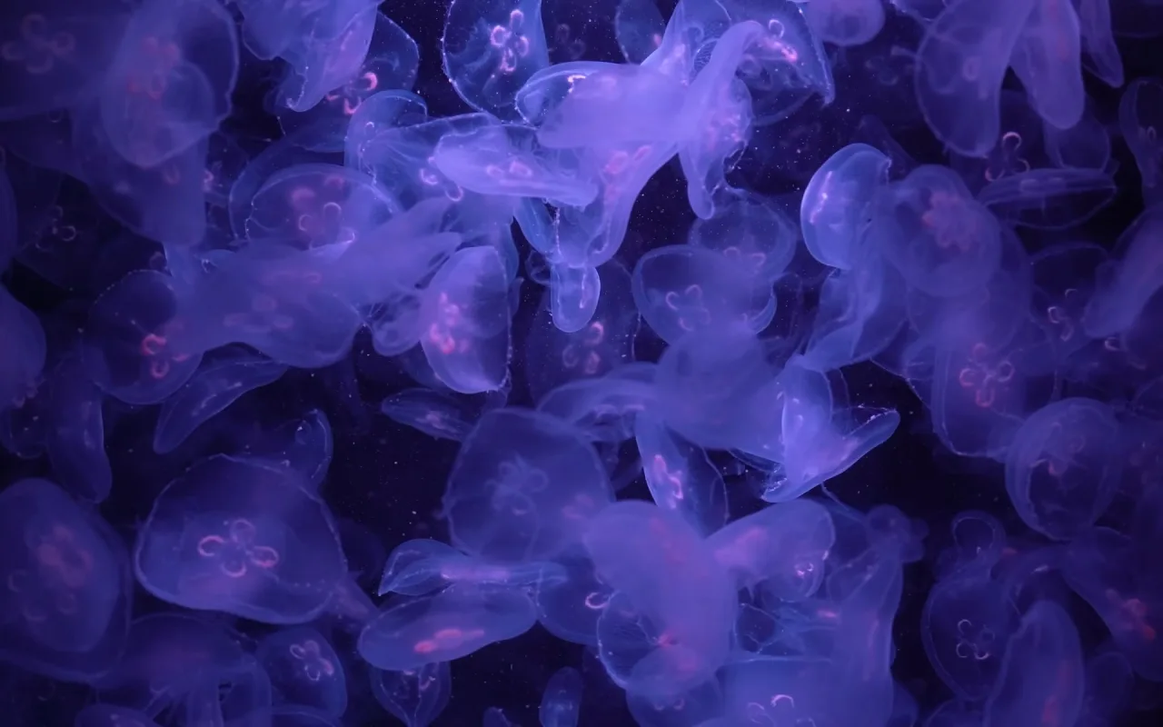 Jellyfish Swarm live wallpaper preview
