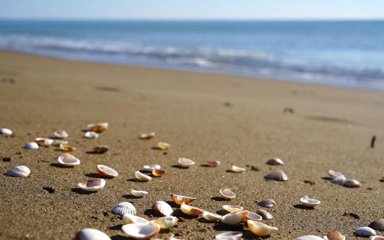 Beach Shells live wallpaper preview