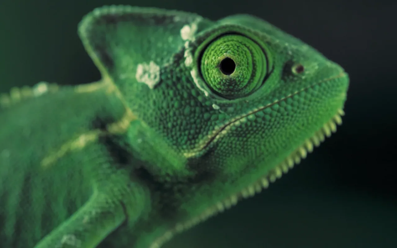 Green Chameleon live wallpaper preview