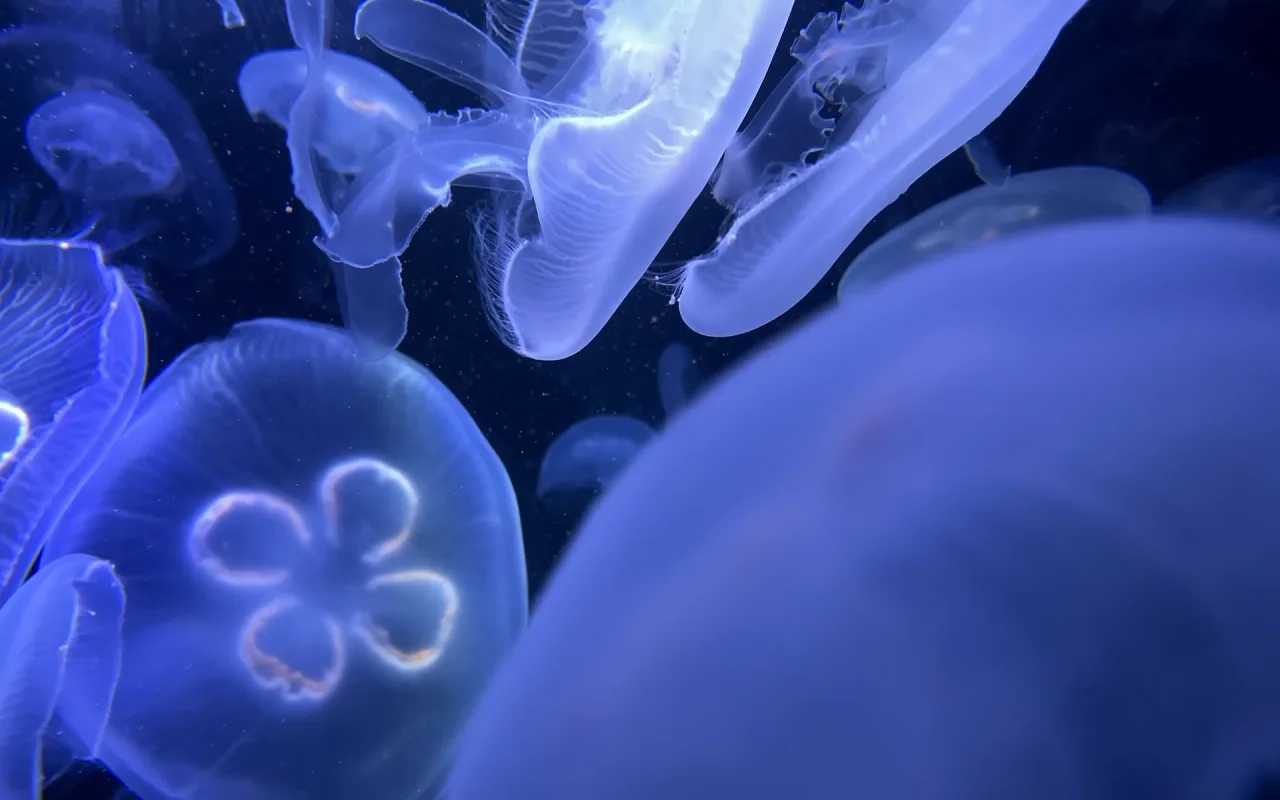 Jellyfish Aquarium live wallpaper preview